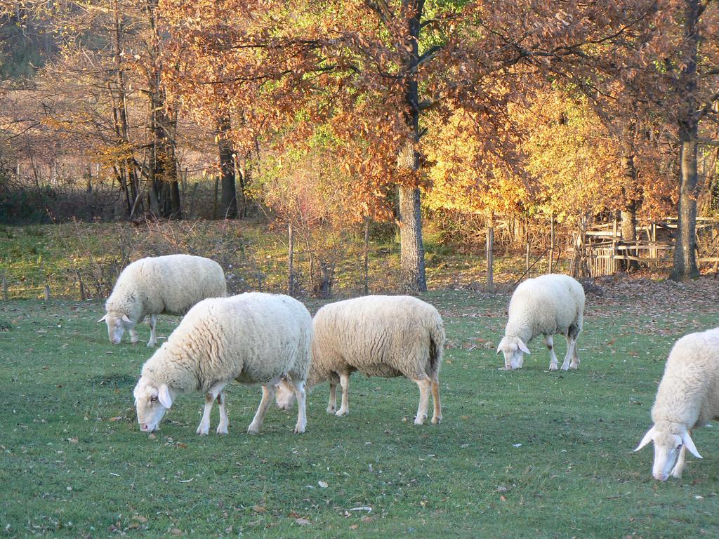 Country House Stoljetna Vila Seona Zewnętrze zdjęcie